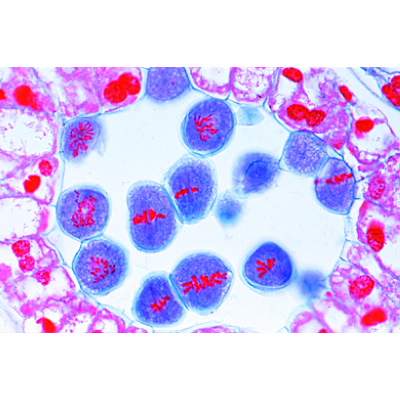 Mitosis and Meiosis Set II - Portuguese, 1013477 [W13083], Cell Divisions