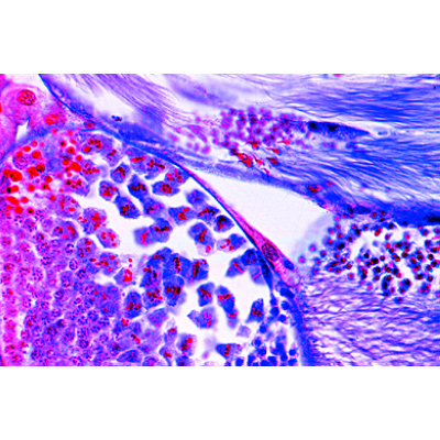 Mitosis and Meiosis Set II - Portuguese, 1013477 [W13083], Cell Divisions