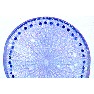 Ascaris megalocephala Embriyolojisi - Almanca, 1013478 [W13084], Mikroskop Kaydırıcılar LIEDER