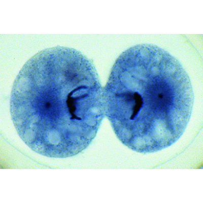 Embriología de la Ascaris megalocephala, 1013481 [W13086], División celular