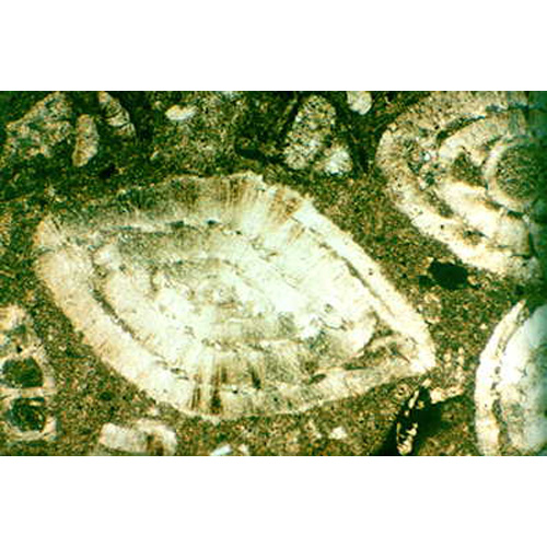 Lames minces de roches sêdimentaires, 1018500 [W13152], Préparations microscopiques LIEDER