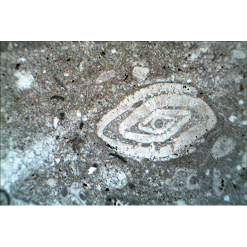 Rocas y minerales, las rocas sedimentarias, 1018500 [W13152], Petrograf&iacute;a