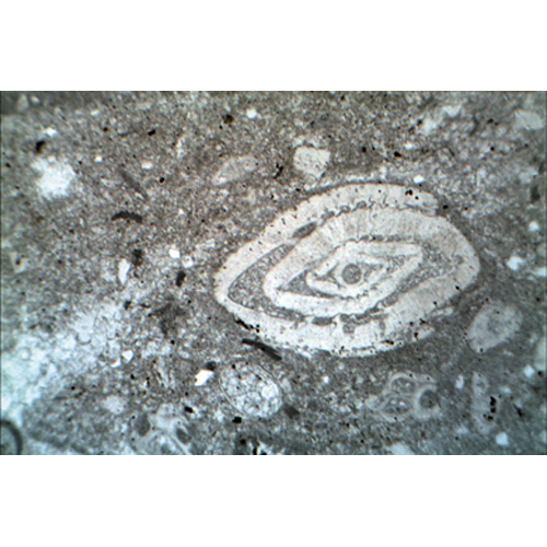 沉积岩薄片, 1018500 [W13152], 显微镜载玻片