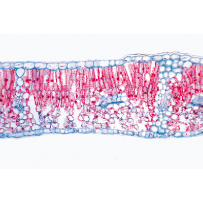 Series I. Cells, Tissues and Organs - German Slides, 1004050 [W13300], 현미경 슬라이드 LIEDER
