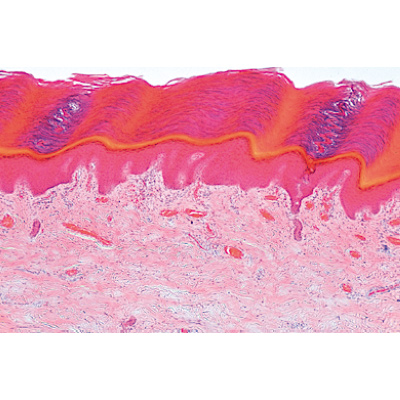 Series I. Cells, Tissues and Organs - German Slides, 1004050 [W13300], 显微镜载玻片
