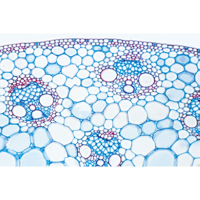 Serie I. Cellula, tessuti ed organi, 1004050 [W13300], Micropreparati LIEDER