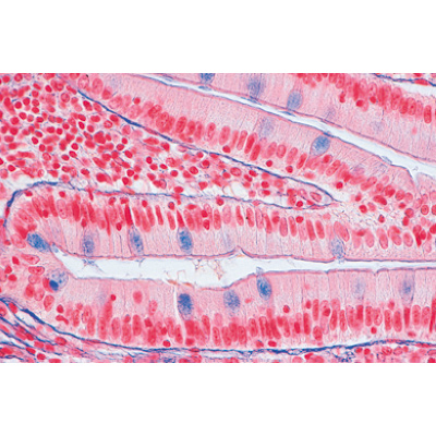 Серия I. Клетки, ткани и органы. На немецком языке, 1004050 [W13300], Микроскопы Слайды LIEDER