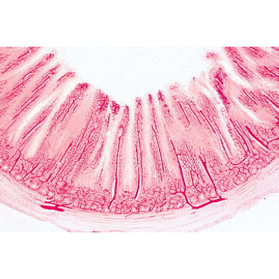 Series II. Metabolism - Portuguese Slides, 1004056 [W13301P], Microscope Slides LIEDER