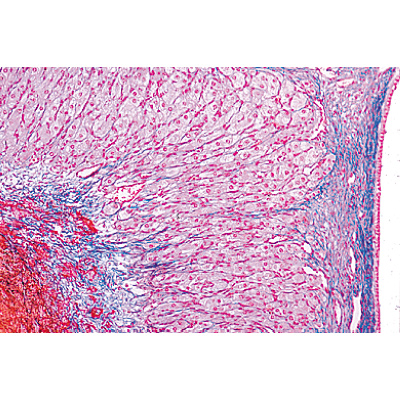 S&eacute;rie no. IV. Organes des hormones et fonctions hormonales - Allemand, 1004062 [W13303], Lames microscopiques Allemand