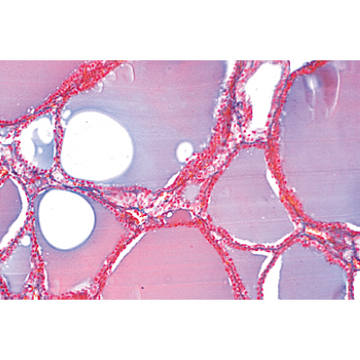 S&eacute;rie no. IV. Organes des hormones et fonctions hormonales - Allemand, 1004062 [W13303], Lames microscopiques Allemand