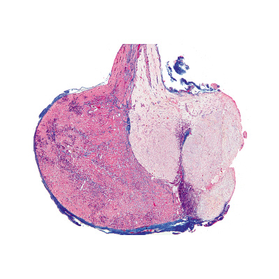 S&eacute;rie no. IV. Organes des hormones et fonctions hormonales - Fran&ccedil;ais, 1004063 [W13303F], Lames microscopiques Fran&ccedil;ais