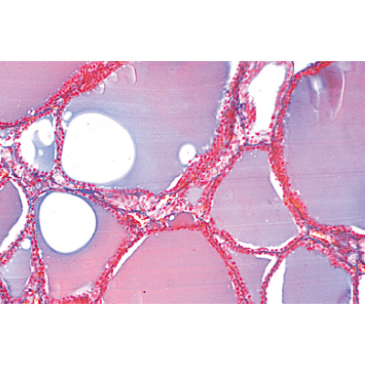 S&eacute;rie no. IV. Organes des hormones et fonctions hormonales - Fran&ccedil;ais, 1004063 [W13303F], Lames microscopiques Fran&ccedil;ais
