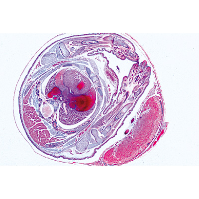 Série no. V. Génétique, reproduction et embryologie - Allemand, 1004066 [W13304], Lames microscopiques Allemand