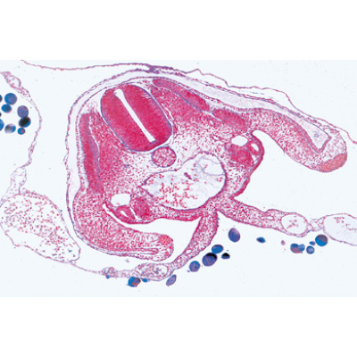 Série no. V. Génétique, reproduction et embryologie - Allemand, 1004066 [W13304], Lames microscopiques Allemand
