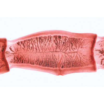 S&eacute;rie no. V. G&eacute;n&eacute;tique, reproduction et embryologie - Fran&ccedil;ais, 1004067 [W13304F], Lames microscopiques Fran&ccedil;ais