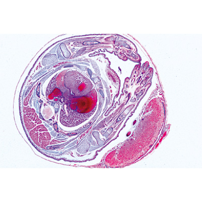 Série no. V. Génétique, reproduction et embryologie - Français, 1004067 [W13304F], Lames microscopiques Français