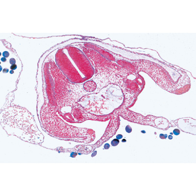 Série no. V. Génétique, reproduction et embryologie - Portugais, 1004068 [W13304P], Lames microscopiques Portugais
