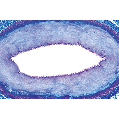 Histologie des vert&eacute;br&eacute;s sans les mammif&egrave;res - Fran&ccedil;ais, 1004071 [W13305F], Lames microscopiques Fran&ccedil;ais
