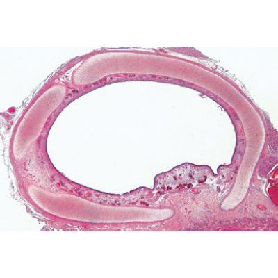 Histologie des mammif&egrave;res, s&eacute;rie &eacute;l&eacute;mentaire - Allemand, 1004074 [W13306], Lames microscopiques Allemand