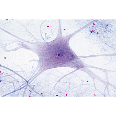 Histologie des mammif&egrave;res, s&eacute;rie &eacute;l&eacute;mentaire - Allemand, 1004074 [W13306], Lames microscopiques Allemand
