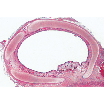 Histology of Mammalia, Elementary Set - Portuguese Slides, 1004076 [W13306P], 显微镜载玻片