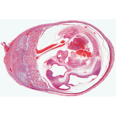 Histologie de mammifères, série supplémentaire - Allemand, 1004078 [W13307], Lames microscopiques Allemand