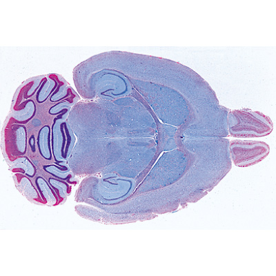 Histologie de mammif&egrave;res, s&eacute;rie suppl&eacute;mentaire - Fran&ccedil;ais, 1004079 [W13307F], Lames microscopiques Fran&ccedil;ais
