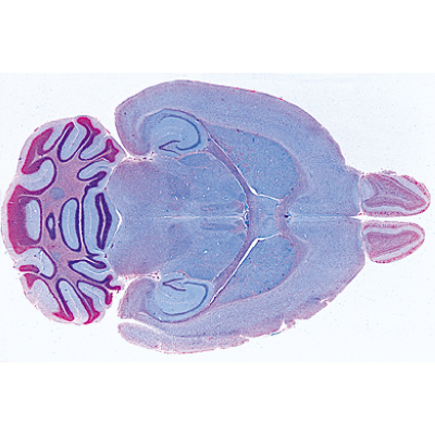 Histology of Mammalia, Supplementary Set - Portuguese Slides, 1004080 [W13307P], Microscope Slides LIEDER