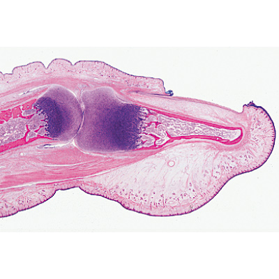 Histology of Mammalia, Supplementary Set - Portuguese Slides, 1004080 [W13307P], Micro Slides