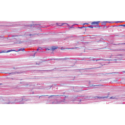 Normal Human Histology, Basic Set - Portuguese Slides, 1004084 [W13308P], Microscope Slides LIEDER