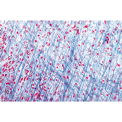 Histologie humaine normale, s&eacute;rie de base - Espagnol, 1004085 [W13308S], Lames microscopiques Espagnol