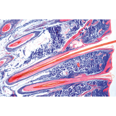 Histologie humaine normale, s&eacute;rie de base - Espagnol, 1004085 [W13308S], Lames microscopiques Espagnol
