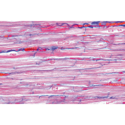 Normal Human Histology, Large Set, Part I. - French, 1004087 [W13309F], 法语