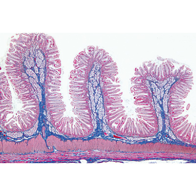 Histologie humaine, grande s&eacute;rie I partie - Espagnol, 1004089 [W13309S], Lames microscopiques Espagnol