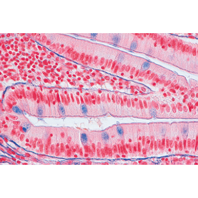 Histologie humaine, grande s&eacute;rie II partie - Allemand, 1004090 [W13310], Lames microscopiques Allemand
