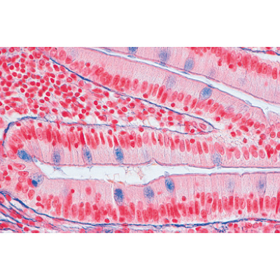 Normal Human Histology, Large Set, Part II. - French, 1004091 [W13310F], 현미경 슬라이드 LIEDER