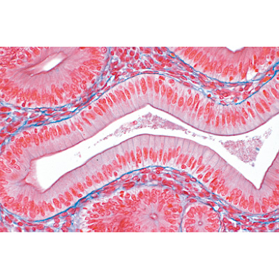 Tissues - German Slides, 1004098 [W13312], 显微镜载玻片