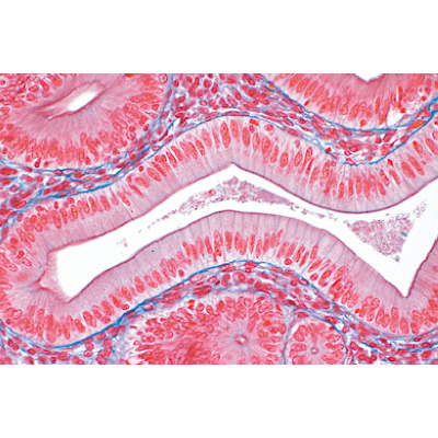 Tissus - Allemand, 1004098 [W13312], Lames microscopiques Allemand