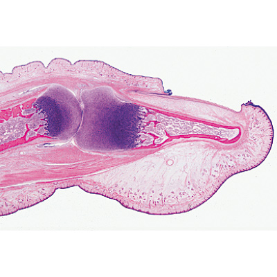 Tissus - Allemand, 1004098 [W13312], Lames microscopiques Allemand