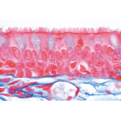 Tissues - German Slides, 1004098 [W13312], 현미경 슬라이드 LIEDER
