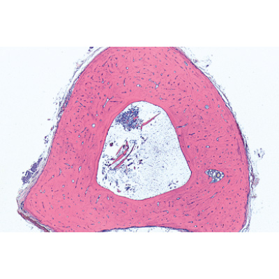 Tissus - Allemand, 1004098 [W13312], Lames microscopiques Allemand