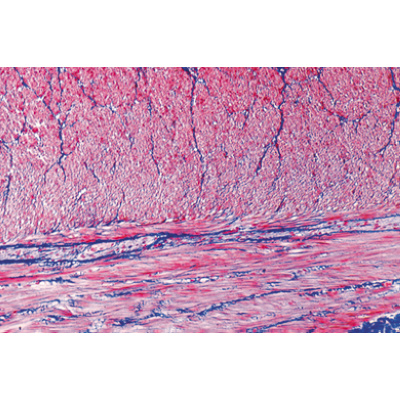 Tissus - Fran&ccedil;ais, 1004099 [W13312F], Lames microscopiques Fran&ccedil;ais
