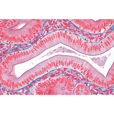 Tissues - Spanish, 1004101 [W13312S], 显微镜载玻片