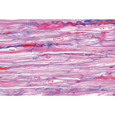 Respiratory and Circulatory System - German Slides, 1004102 [W13313], 显微镜载玻片