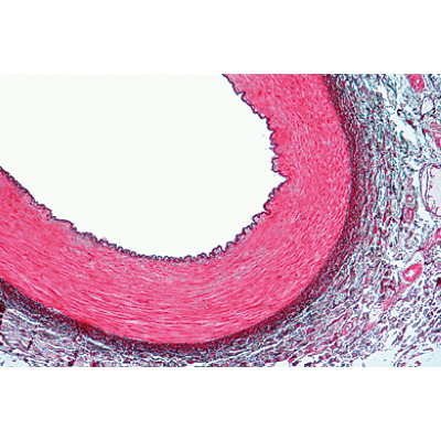 Respiratory and Circulatory System - German Slides, 1004102 [W13313], Microscope Slides LIEDER