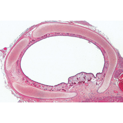 Sistema Respiratório e Circulatório. Portekizce (10'lu), 1004104 [W13313P], Mikroskop Kaydırıcılar LIEDER