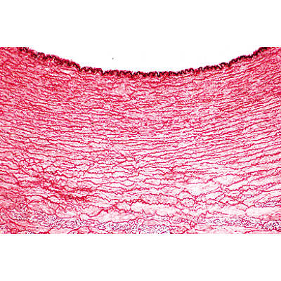 Syst&egrave;me respiratoire et circulatoire - Portugais, 1004104 [W13313P], Lames microscopiques Portugais