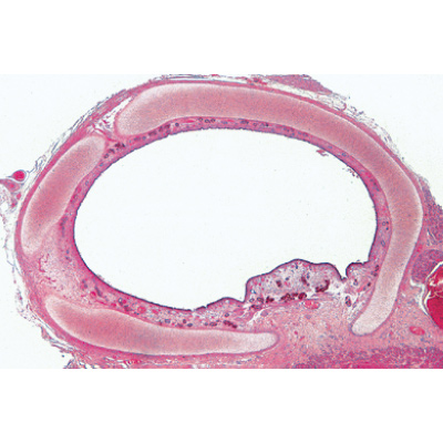 Syst&egrave;me respiratoire et circulatoire - Espagnol, 1004105 [W13313S], Lames microscopiques Espagnol