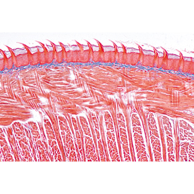 Digestive System - German Slides, 1004106 [W13314], 显微镜载玻片