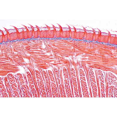 Verdauungssystem, Almanca (11'li), 1004106 [W13314], Almanca